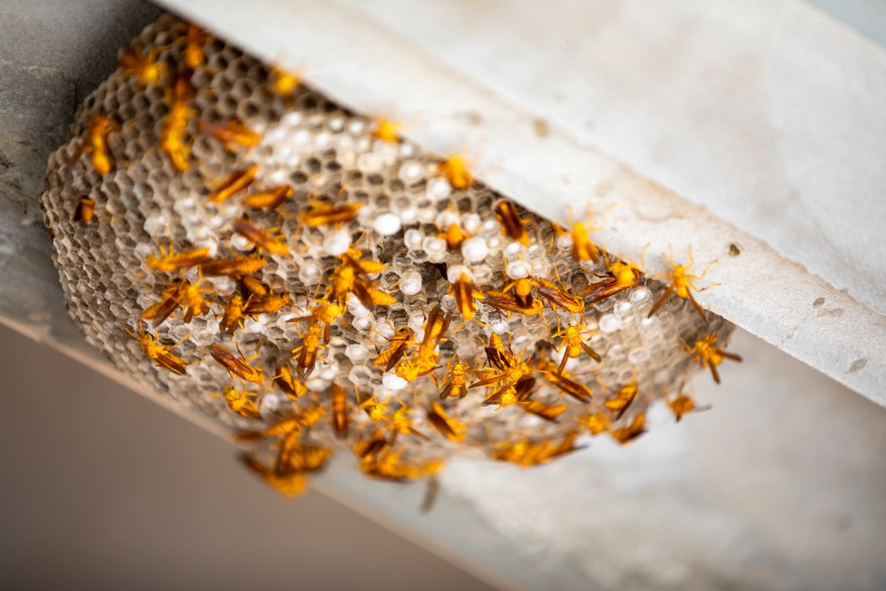 Detailed close-up of a thriving paper wasp nest under a structure, showcasing vivid yellow wasps.